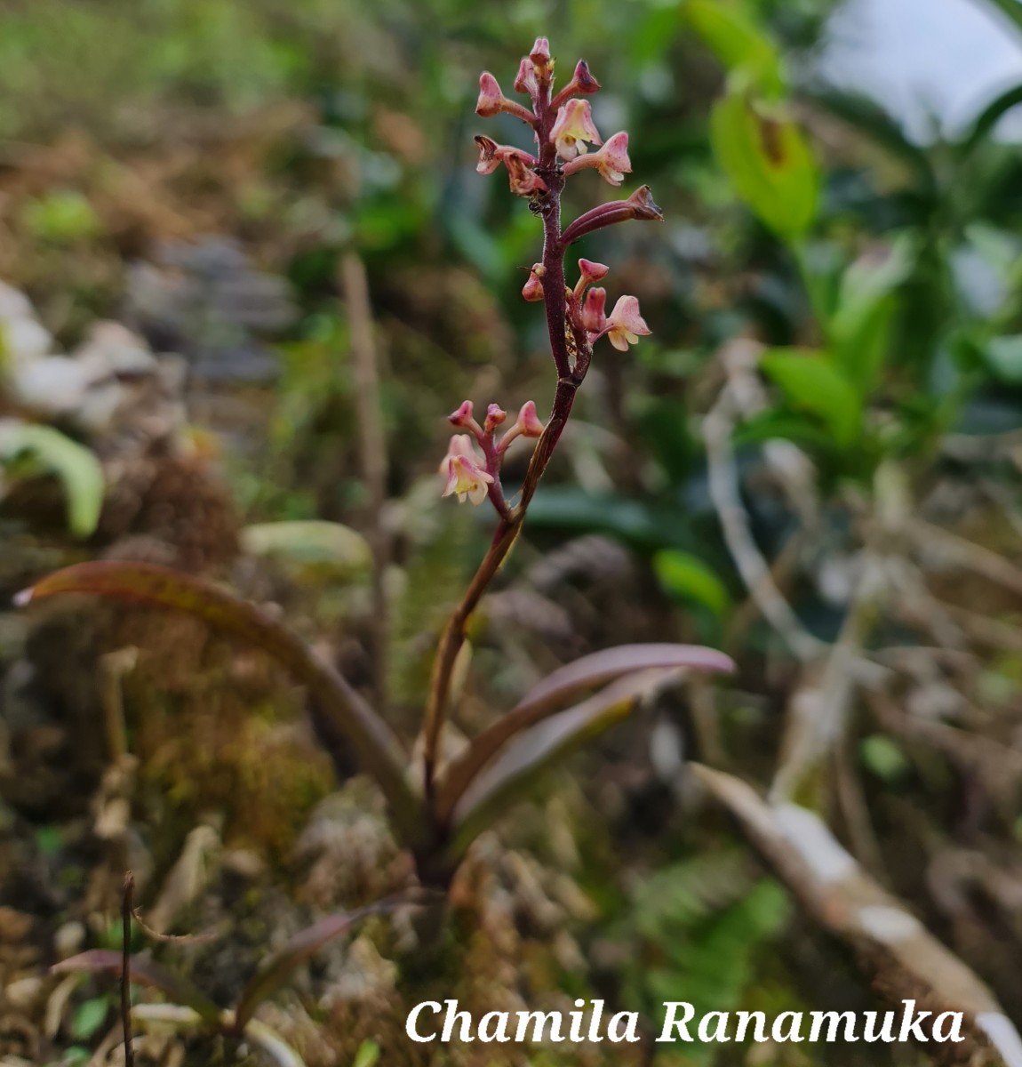 Polystachya concreta (Jacq.) Garay & H.R.Sweet